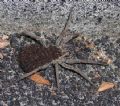 Hogna radiata